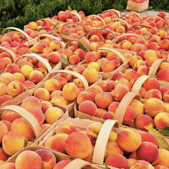 Peach Shortcake